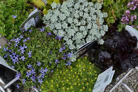 Why use ground cover plants? 12 Favorite Groundcovers For Oregon Gardens Oregonlive Com