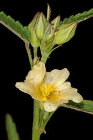 Image result for Sida spinosa