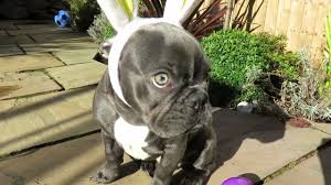 French bulldog facts french bulldog blue french bulldog puppies puppy obedience training basic dog training training tips french bulldog clothes alaskan klee kai positive dog training. Frenchbulldog Easter Bunny Youtube