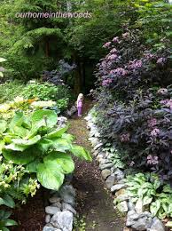 Black Lace Elderberry Google Search Landscaping With Rocks Cottage Garden Rock Garden