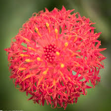 Image result for Kleinia abyssinica