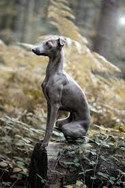 Die vierbeiner sind leicht erziehbar und lernen sehr schnell. Italienisches Windspiel Italian Greyhound Italienisches Windspiel Hunde Windspiel Hund