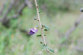 Image result for Ormocarpum trichocarpum