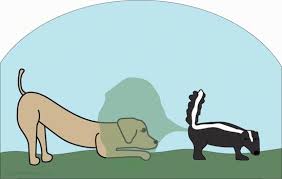 Maybe you would like to learn more about one of these? Help My Dogs Been Skunked How To Get Skunk Odor Out Of Your Dog