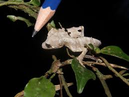 Played end de album use day international released march did house game general county around town york june system age won public west market john back due home population another president began july september party local very found major located league british like still january former april place although line district down october east member show college december station band. Satanic Leaf Tailed Gecko Uroplatus Phantasticus Inaturalist