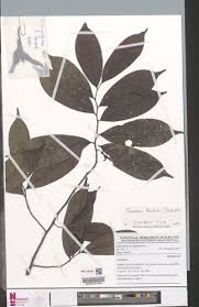 Image result for Monanthotaxis poggei