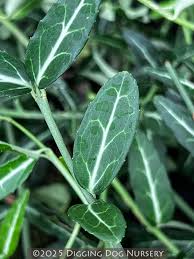 Image result for Euonymus fortunei