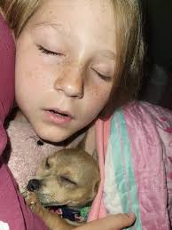 Fast asleep and a few cute photos my daughter made of our new addition :))  I loves me some Chihuahua Love ❤️