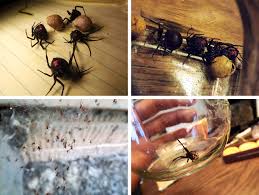 What are the side effects of a black widow bite? Dancing With Black Widow Spiders The New York Times