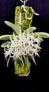Image result for Angraecum chamaeanthus