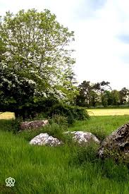 Grange Stone Cirlce Ii With Fairy Tree This Hawthorn Tree Has Split Travel Tour Celtic Druids Fairy Tree Hawthorn Tree Ancient Tree
