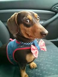Dog Checks Dog Breed Personal Check Designs Doggiechecks Com Dachshund Dachshund Puppies Cute Dogs