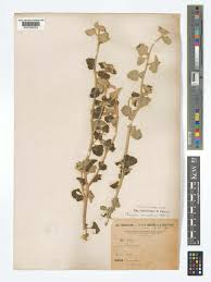 Image result for Chrozophora