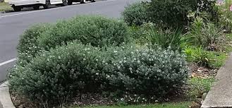We service the greater perth area Verge Planting Brisbane City Council Guidelines
