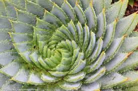 Image result for Aloe plowesii