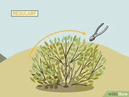 Need to prune your overgrown hedges? 3 Ways To Prune Shrubs Wikihow