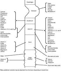 Absorption In The Gut Health Science Health Info Medical Coding