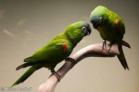 It is native to the tropical lowlands, savannah, and swamplands of venezuela, the guian. Image Diopsittaca Nobilis Red Shouldered Macaw Biolib Cz