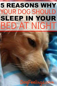 5 Reasons Why Your Dog Should Sleep In Your Bed At Night Sleeping Dogs Dog Sleeping Positions Dog Sleeping In Bed