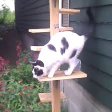 The plush inside and around the makes it extremely comfortable for a quick nap or dedicated snooze. 4 Cat Tacular Stairs And Ladders