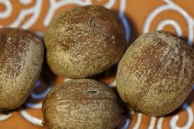 Image result for Croton megalobotrys