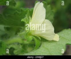 Image result for Pavonia burchellii