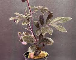 Image result for Solanum linneanum