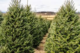 Check spelling or type a new query. How To Pick The Perfect Christmas Tree 10 Species And Care Tips This Old House
