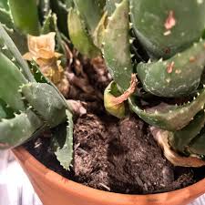 Image result for Aloe pienaarii
