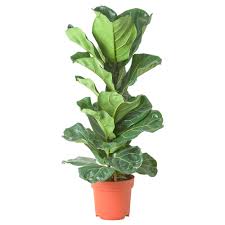 Ficus Lyrata Pflanze Geigenfeige Ikea Deutschland Geigenfeige Ficus Pflanzen