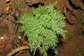 Image result for Vandenboschia