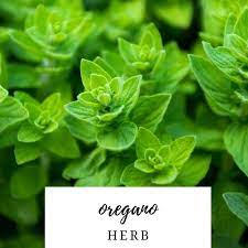 Italian Oregano Seeds Heirloom Vegetable Seed Heirloom Vegetables Herbs Oregano Seeds
