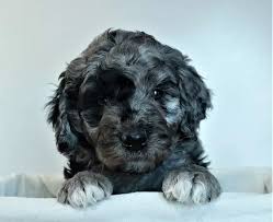 Goldendoodles have average exercise needs, and they are good with children, other animals, and goldendoodle size varies quite a bit. Doodlebear Goldendoodles English Goldendoodle Puppies Dugald