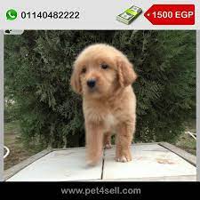 golden retriever puppies for sale cairo pet4sell golden retriever retriever puppy puppies