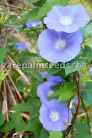 Image result for Ipomoea