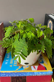 Image result for Mimosa pudica