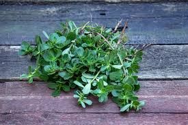 Portulaca oleracea in the germplasm resources information network (grin), u.s. Portulak Eine Geniale Wildpflanze Mit Omega 3 Silke Leopold