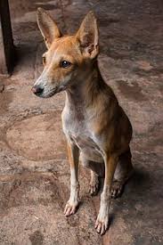 He will be standing in the middle of an area scattered with corpses. Indian Pariah Dog Wikipedia