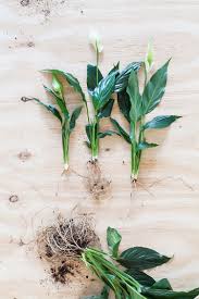 Spathiphyllum Stekken In 2020 Planten Kweken Planten Bloemplanten
