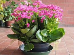 Maybe you would like to learn more about one of these? Kalanchoe Widow S Thrill Care Growing Watering Requirements Propagation Plant Index