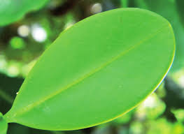 Image result for Lijndenia sp. cf barteri