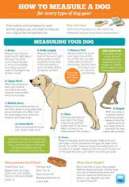 Most people give attention to the type of collar or the colour, but 1 of the main considerations in selecting the best size. Guide For Finding Dog Measurements For All Your Dog Supplies Petmd