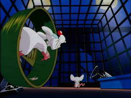 Well, brain sings about that. Pinky And The Brain Intro Youtube