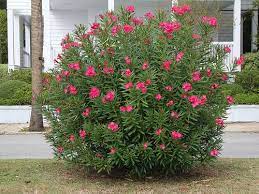 Pin By Megan Washington On Garden Planting Flowers Landscaping Plants Oleander Plants