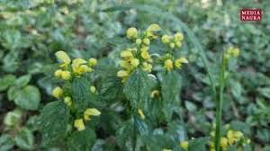 Image result for Syncolostemon oritrephes