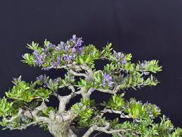 Image result for Bulbophyllum unifoliatum