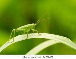 Baby Grasshopper Images Stock Photos Vectors Shutterstock