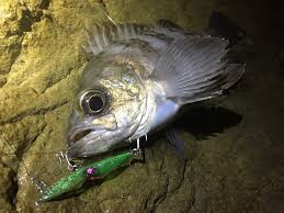 ãã¸ã£ã³ã°ã«ã¸ã ã¦ã¼ãª çºå£²æ¥ãã®ç»åæ¤ç´¢çµæ