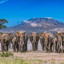 Beautiful All Dressed Up And No Place To Go But They Have Everywhere To Go Elephants Photos Africa Wildlife African Wildlife