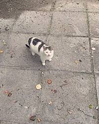 Another Meowing Session For Your Own Pleasure Funny Cat Videos Cats Of Instagram Cat Day